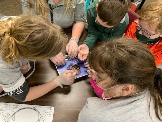 4th Grade eye dissection 